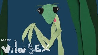 The Cannibalistic Mating Ritual of the Praying Mantis The Cannibalistic Mating Ritual of the Praying Mantis