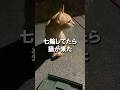 七輪してたら猫が来た【2度目の来訪】 #shorts
