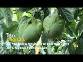 Cholupa: La Pasiflora Resistente que Requiere 90% Menos Fumigación - TvAgro por Juan Gonzalo Angel