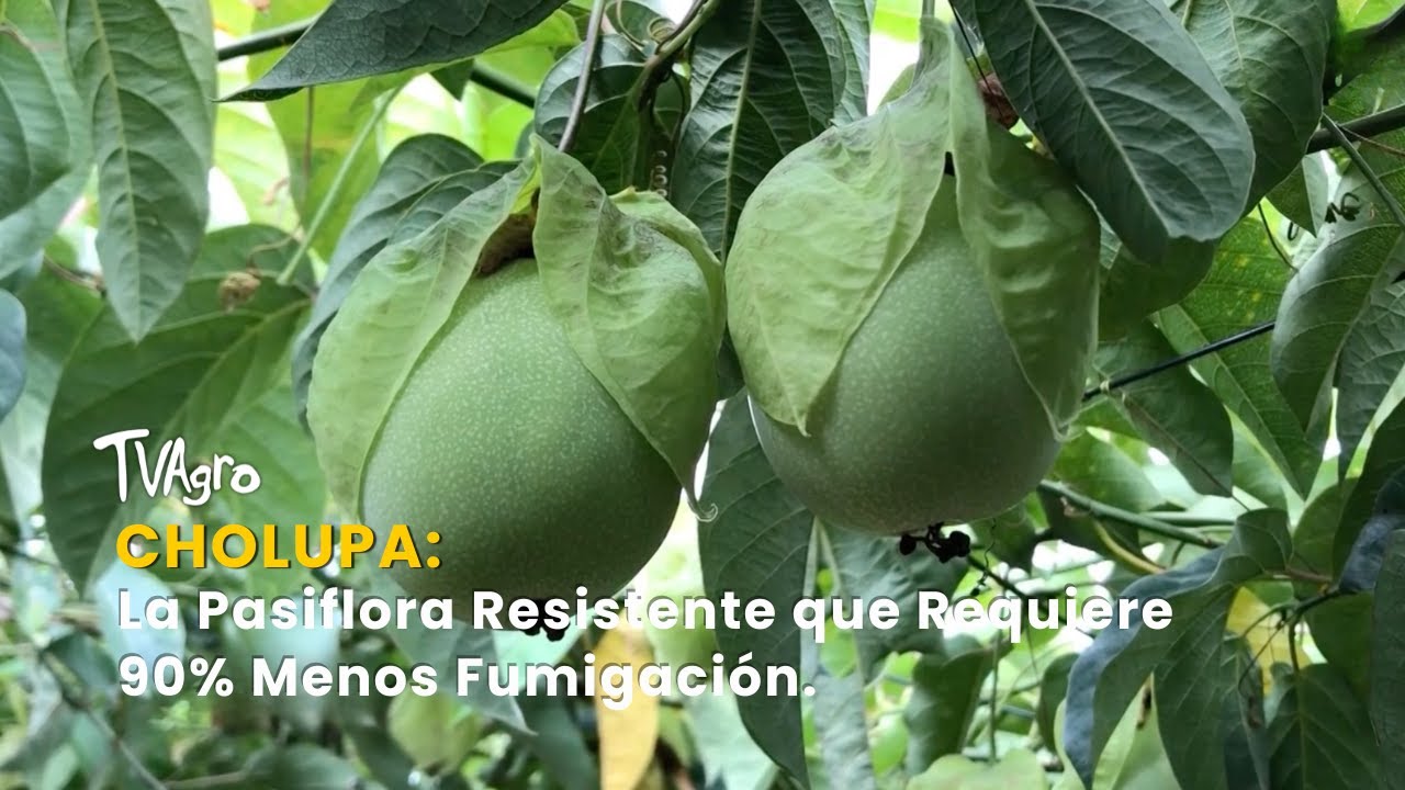 Cholupa: La Pasiflora Resistente que Requiere 90% Menos Fumigación ...