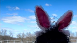 The Easter bunny took it personally
