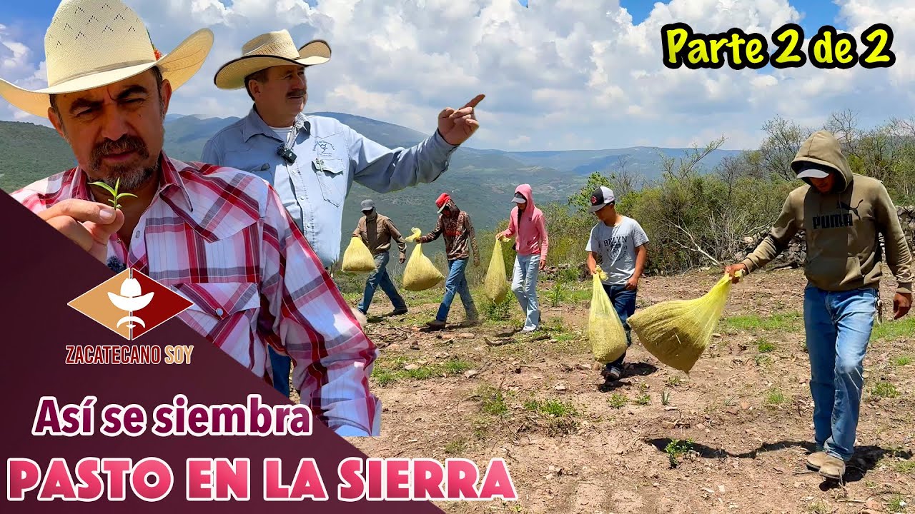 Las reses aman el PASTO MEJORADO NUTRITIVO Y BARATO