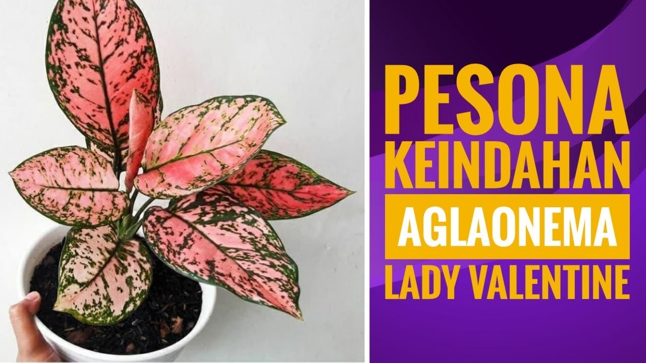  Aglaonema  Lady  Valentine  dan Pesona Keindahannya YouTube