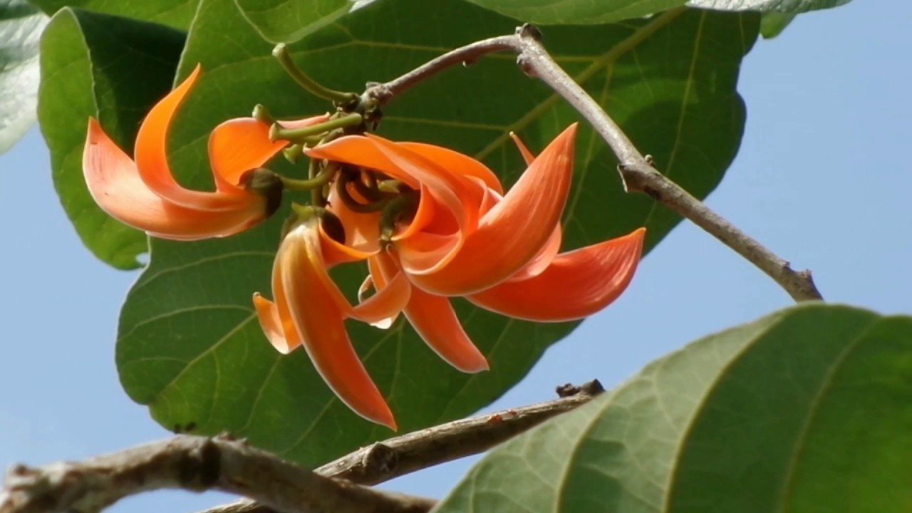 ทองกวาว (Tong-kawo) - Bastard Teak 17