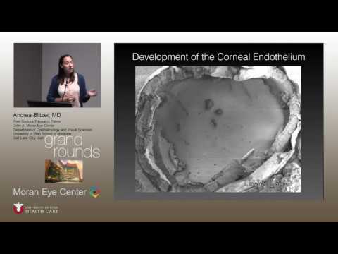 Primary Cilia Dynamics During patterning and Repair of the Corneal Endothelium