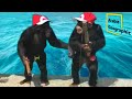 اذكي 6 حيوانات في العالم الحيوانات والحياة البرية اذكي 6 حيوانات في العالم الحيوانات والحياة البرية