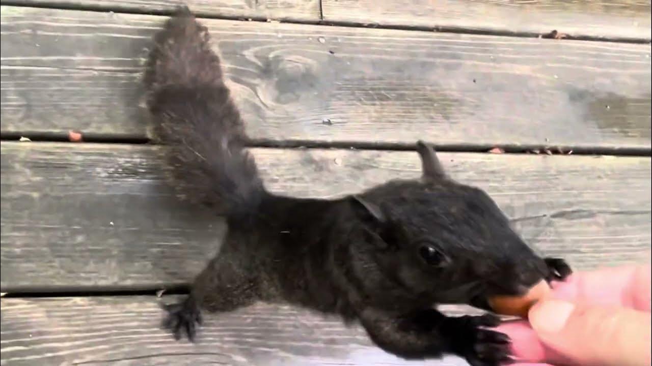 Where Have the Squirrels Gone? YouTube