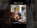 cat conroll on ghost #cat #catvideos #ytshorts #aivideo #trending #funnycatvideo
