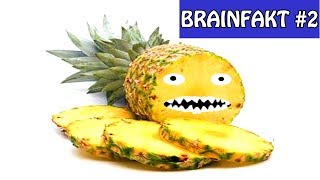 Fleischfressende Ananas Sinnlose Fakten Brainfakt