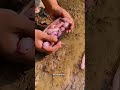 Ne jouez jamais avec des axolotls 