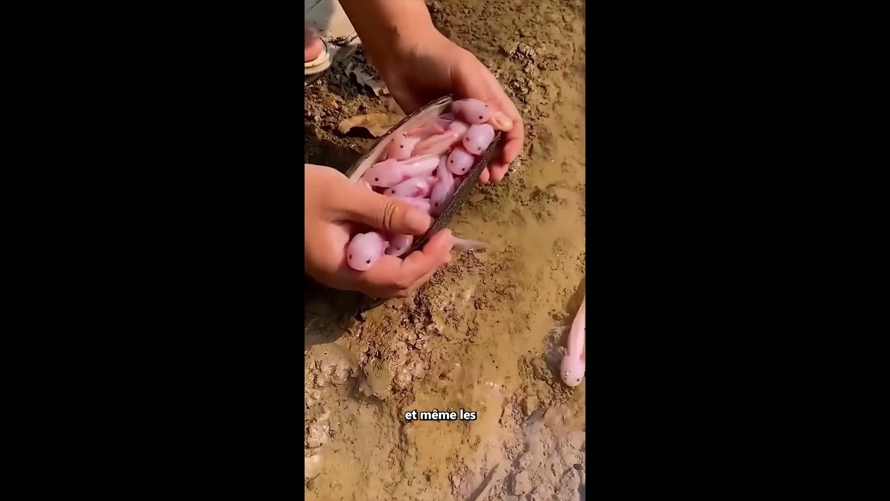 Ne Jouez Jamais Avec Des Axolotls 