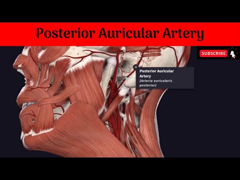 Video: Posterior Auricular Vein Anatomy, Function & Diagram - Peta Tubuh