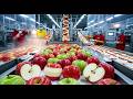 Inside a Modern Apple Factory – What Happens to Fresh Apples Before They’re Packaged?