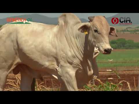 Lote 95 AVCA9364 - Bateria 19 - Leilão de Touros Genética OL - 2017