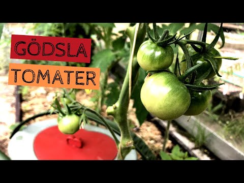 Video: Kan man äta en tomat med svamp?