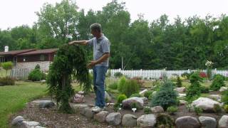Landscaping with Conifers: Rose-Hill Gardens Video Series Episode Three
