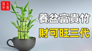 家中養盆富貴竹災禍不進你家門財福可旺三代人#大佬你好啊