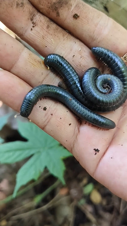 Mudahkan cara menangkapnya?! #shorts #snailhunter