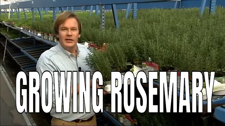 Growing Rosemary in a Pot: P. Allen Smith