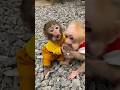 Monkey funny animals cutebaby trendingshorts memes smart babycute monkeybaby socute cute