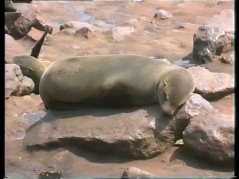 Video: Cape Cross Seal Reserve, Namibia: Panduan Lengkap