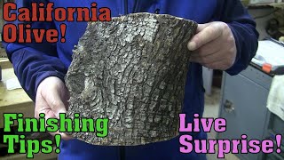 What I Found In This California Olive!  Wood Turning