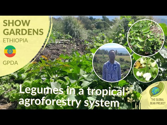 Legumes in a Tropical Agroforestry System: Lablab - GPDA ET #3 | Global Bean Show Gardens