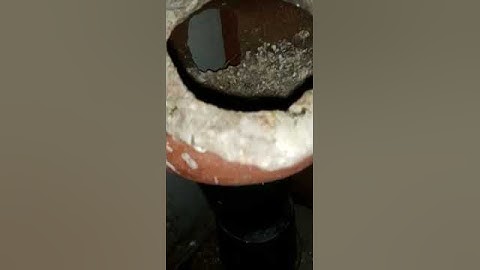 Java Egg Laying 🐣#bird #birdlove #java #african #africanlovebird #birdchick