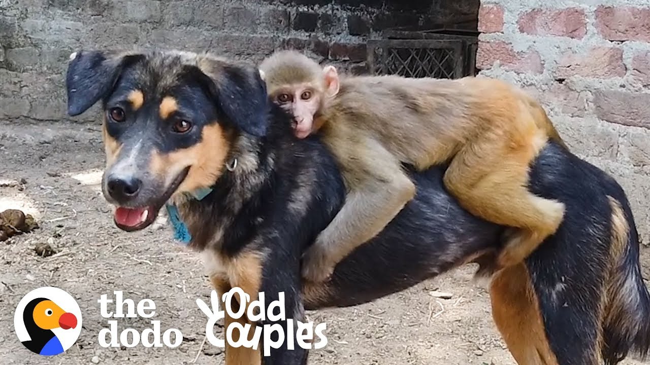 This Monkey Rides Her Dog BFF All Day Long | The Dodo Odd Couples - YouTube
