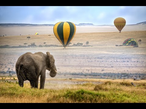 Video: Der ultimative Leitfaden zur Auswahl der richtigen Safari für Sie