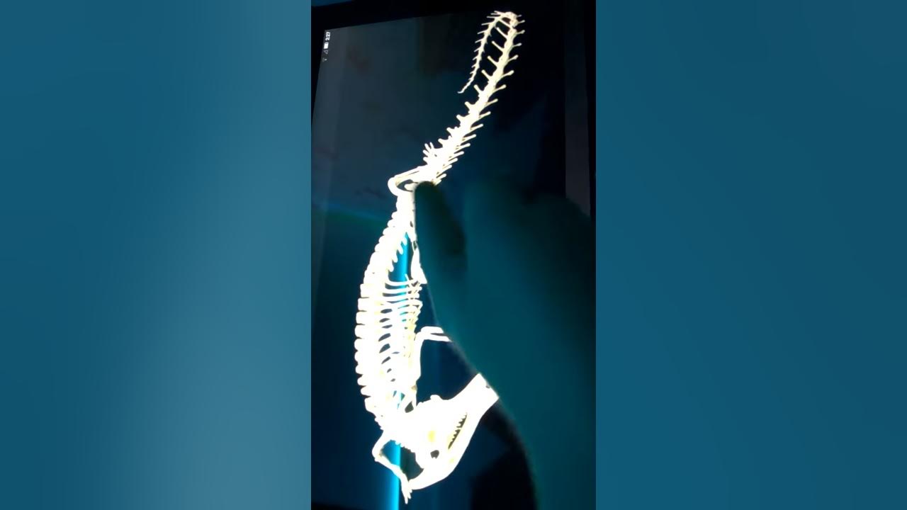 Скелет крокодила - YouTube