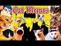 Bling bang bang born x cat memes