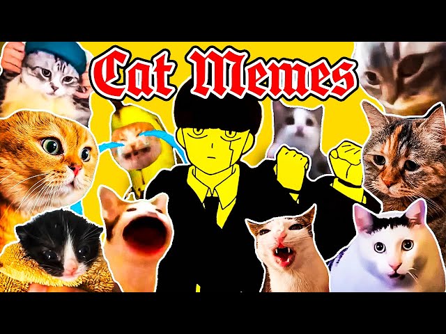 Bling Bang Bang Born x Cat Memes class=