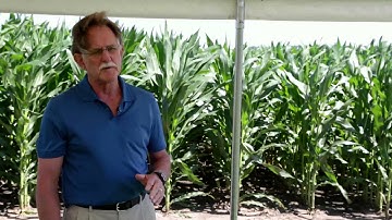 Rumen Fermentation Efficiency