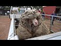 'Overgrown 'Baarack' the Sheep Loses 78-Pound Wool Fleece Before and After