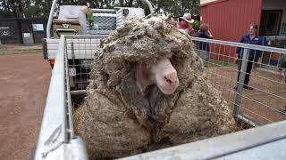 'Overgrown 'Baarack' the Sheep Loses 78Pound Wool Fleece Before and After