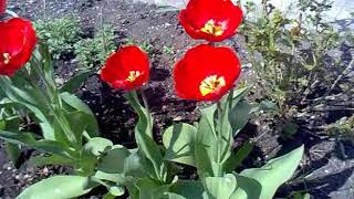 my tulips