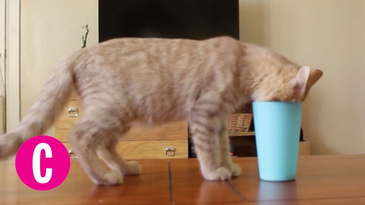 12 Hilarious Cat Fails | Cosmopolitan