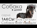 Такса. Собака тянет поводок. Собака в доме.