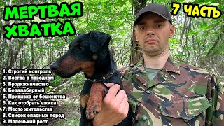 картинка: Ягдтерьер - 7 ЧАСТЬ. 9 пунктов которые вы должны знать. #ягдтерьер #ягдерьерволкмикс #волкмикс