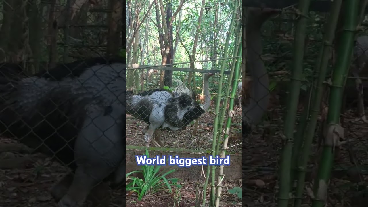 World biggest bird/wildlife/animal planet/discovery channel 