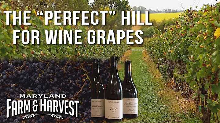 Why Hillsides Grow Better Wine Grapes | Maryland F...