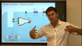 Cardiac Contraction - Tutorial