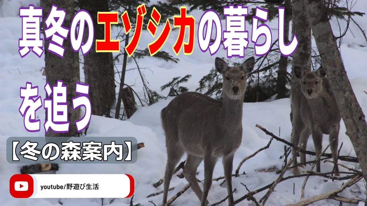 Tracking the Lives of Ezo Deer in Midwinter - YouTube