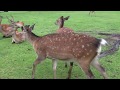 奈良公園～奈良駅 Nara Park～Nara Station (Japan)