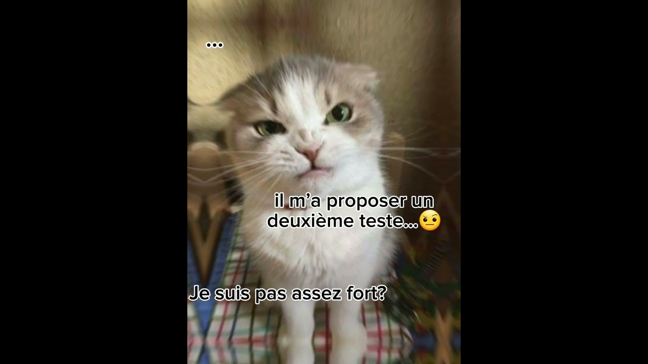 Pov:quand tu te connecte à un site #drôle #chat