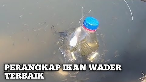 Cara menangkap ikan wader dengan botol