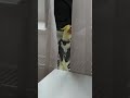 Попугай поёт SKIBIDI - LITTLE BIG | Cockatiel sings SKIBIDI - LITTLE BIG #SkibidiChallenge