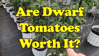 Dwarf vs Indeterminate Tomatoes:  Dwarf Hype Worth It?