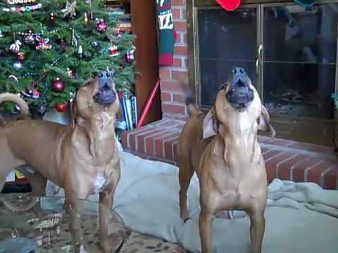 american pitbull terrier rhodesian ridgeback mix my rhodesian ridgeback beagle mixes howl in the holidays youtube american pitbull terrier rhodesian ridgeback mix my rhodesian ridgeback beagle mixes howl in the holidays youtube